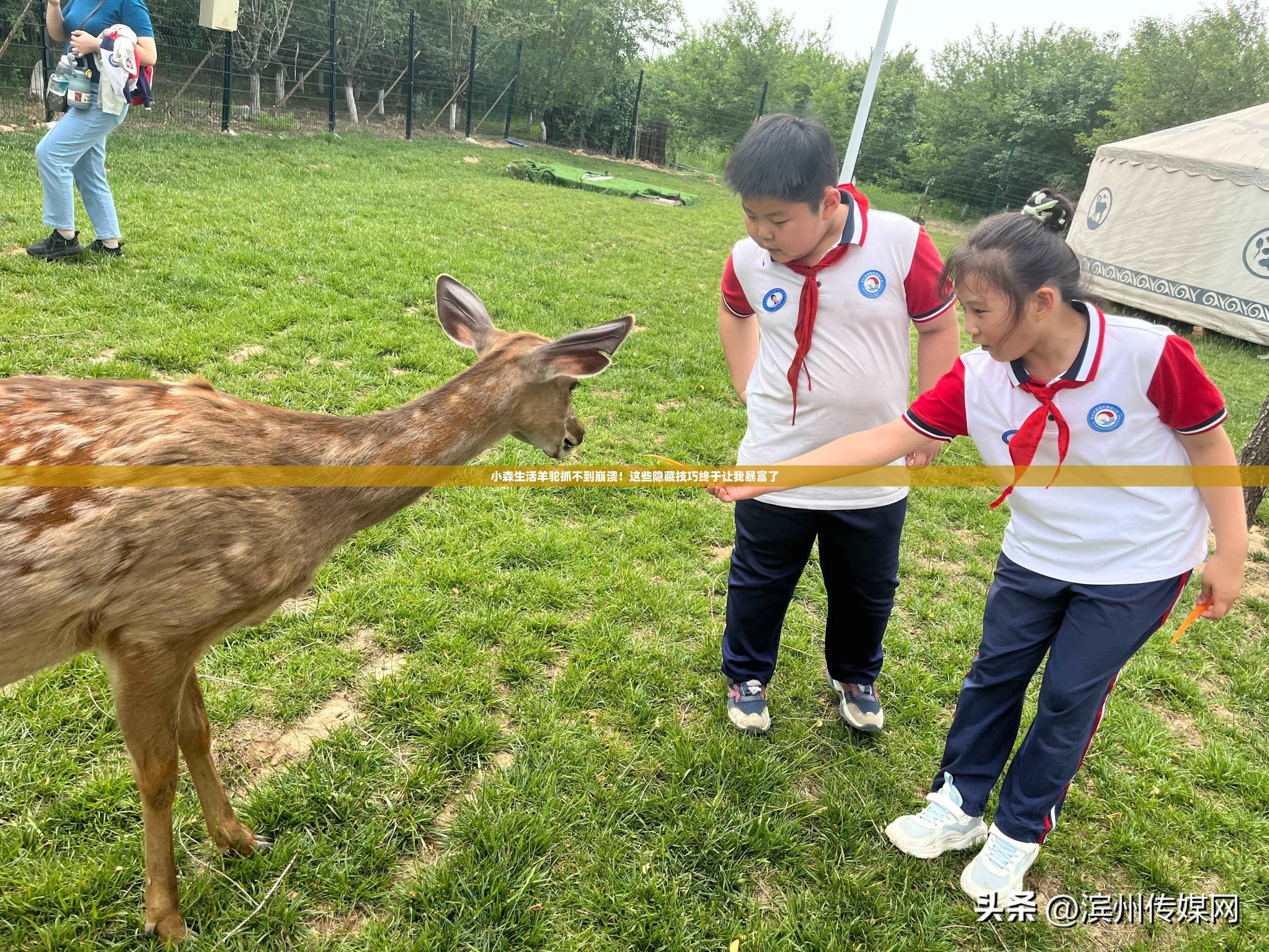 小森生活羊駝抓不到崩潰！這些隱藏技巧終于讓我暴富了